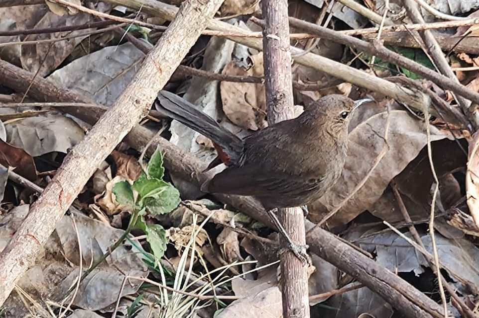Indian Robin displaying raised tail while perched in natural surroundings