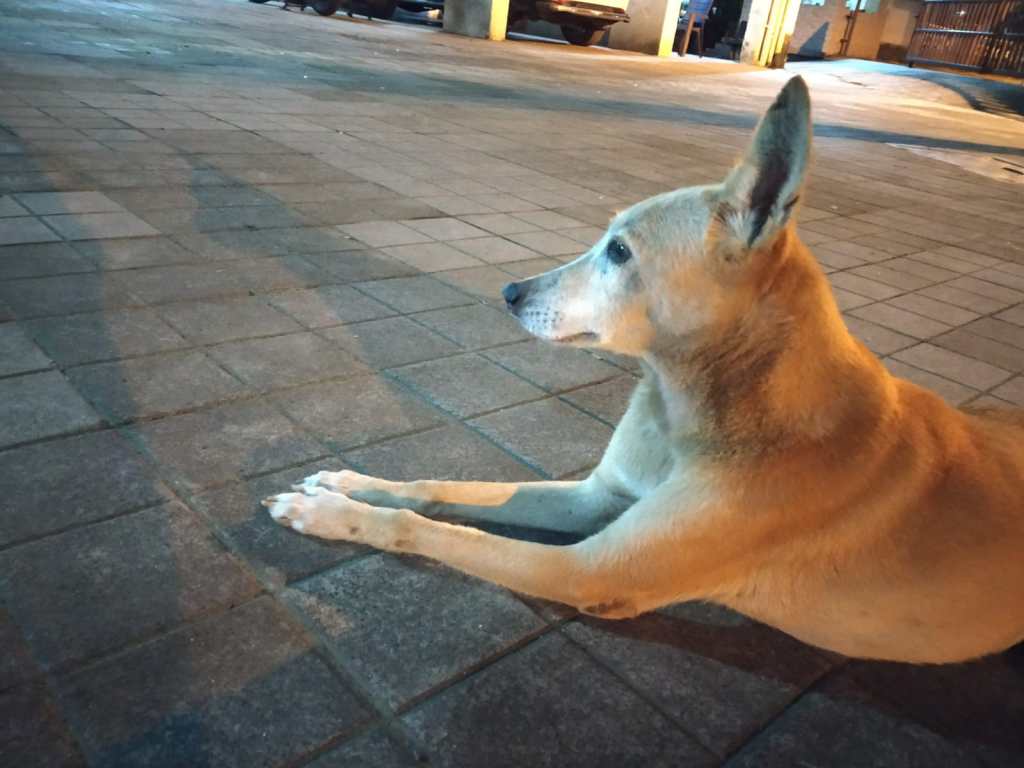 Rani..the community dog enjoying evening sitting in the apartment's compound.
